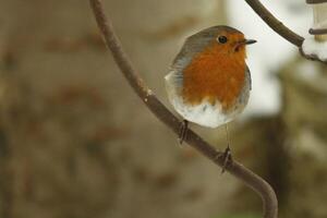 Robin ein geliebt Winter Vogel foto