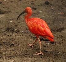 scharlachrot ibis ist ein Süd amerikanisch Vogel foto