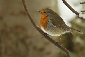 Robin ein geliebt Winter Vogel foto