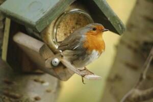 Robin ein geliebt Winter Vogel foto