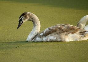 stumm Schwan im ein Kanal foto