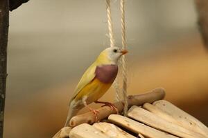 bunt Vogel Abonnieren foto