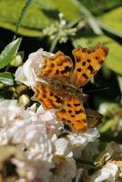 Komma, Komma Schmetterling foto