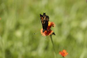 kleiner Schildpattschmetterling foto