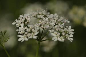 Weiß Blumen von das Koriander foto