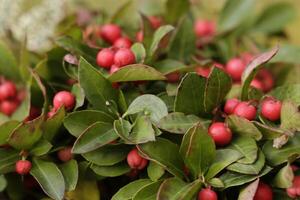 rot Beeren von das amerikanisch wintergrün foto