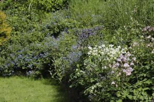 Überblick von ein Garten voll mit Blumen foto