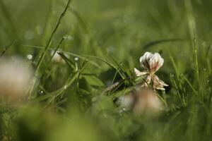 Weiß Kleeblatt Blume im ein Rasen mit Tau Tropfen foto