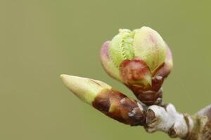 Knospe von ein Kastanie Blatt foto