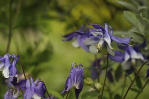 Blau Weiß Akelei Blumen Blühen im dürfen. Sie können finden Sie im viele Farben foto