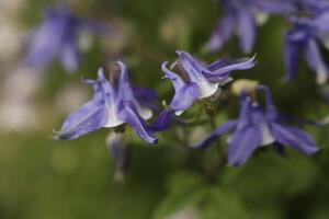 Blau Weiß Akelei Blumen Blühen im dürfen. Sie können finden Sie im viele Farben foto