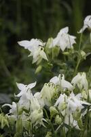 Weiß Akelei Blumen Blühen im dürfen. Sie können finden Sie im viele Farben foto