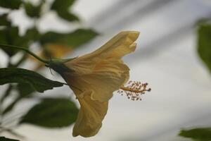 Gelb rot Hibiskus Blume foto