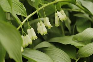 Salomonen Siegel Weiß Blumen foto