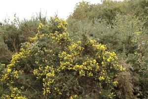 Gelb Besen Blumen und Ast foto