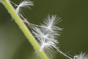 Löwenzahn Saat oder flauschige foto