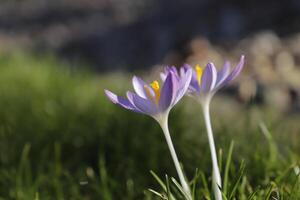 botanisch lila Krokusse foto