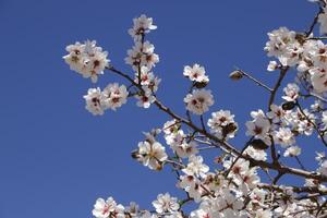 Mandel Blumen gegen ein Blau Himmel foto