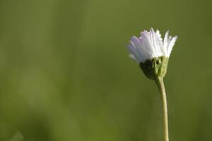 Nahaufnahme von Gänseblümchen foto