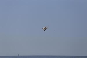 Möwe fliegt im das Blau Himmel foto