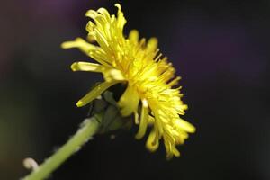 Löwenzahn bunt Unkraut im das Wiese foto