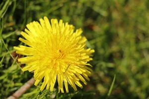 Löwenzahn bunt Unkraut im das Wiese foto