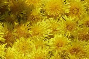 Gelb Löwenzahn Blume ein Gras aber ebenfalls Kräuter- Medizin foto