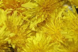Gelb Löwenzahn Blume ein Gras aber ebenfalls Kräuter- Medizin foto