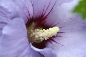 Makro Foto Blau Hibiskus Strauch