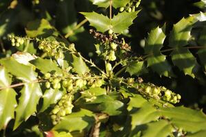 japanisch Mahonia Busch foto