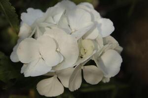 weiße Hortensienblüten foto