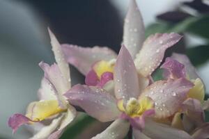 Rosa Gelb Orchidee Nahansicht foto