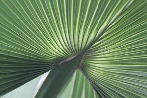 schließen oben von ein Palme Blatt foto