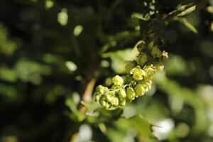 japanisch Mahonia Busch foto