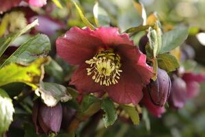 dunkel rot Weihnachten Rose foto