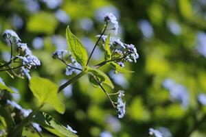 vergessen mich nicht Blumen ein fragil Blau Blume foto