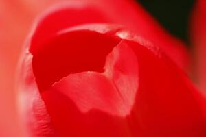 Makro Foto von ein rot Tulpe