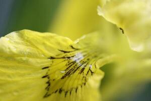 Gelb Iris schließen oben foto