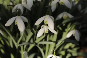 schließen oben von Weiß Schnee Tropfen. das zuerst Blumen zu blühen im Januar foto