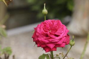 Blühen rot Rose Gebüsch im das Garten foto