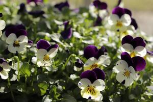 schließen oben von bunt Stiefmütterchen Blumen foto