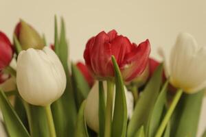 rote und weiße Tulpen foto