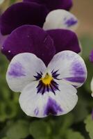 schließen oben von bunt Stiefmütterchen Blumen foto