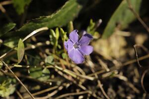 geringer Immergrün mit Blau Blumen foto