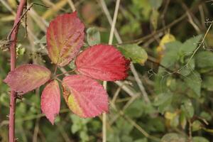 bunte Herbstblätter foto