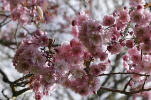 schließen oben von ein Ast von japanisch Kirsche blühen foto