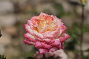 doppelt rot Weiß Rosen im schließen oben foto