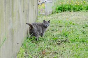 Straße grau Katze Gehen entlang das Mauer. hoch Qualität Foto