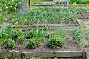 Garten Betten mit Zwiebeln, Erdbeeren und Blumen. foto