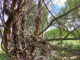 Verzweigung aus ein majestätisch Baum im das Wald Tiefe foto